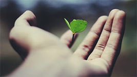 Una planta en la mano